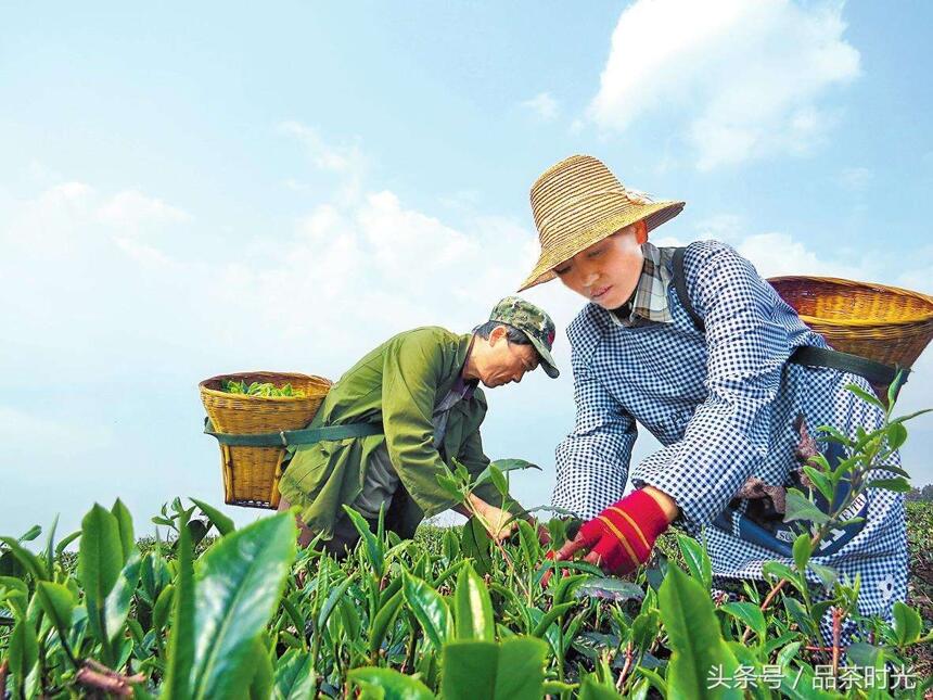 品茶时光｜春茶好还是秋茶好 秋茶和春茶的区别介绍