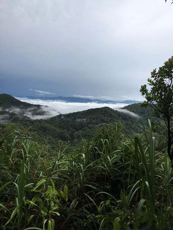 国有林，普洱茶的一个“生态魔咒”