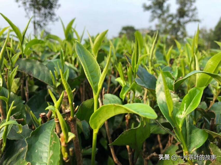 英德红茶的历史源，英德红茶的前世和今生