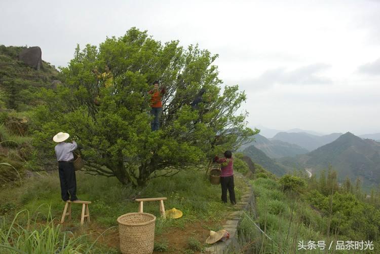 品茶时光｜同样是鸭屎香，价格区别怎么那么大？