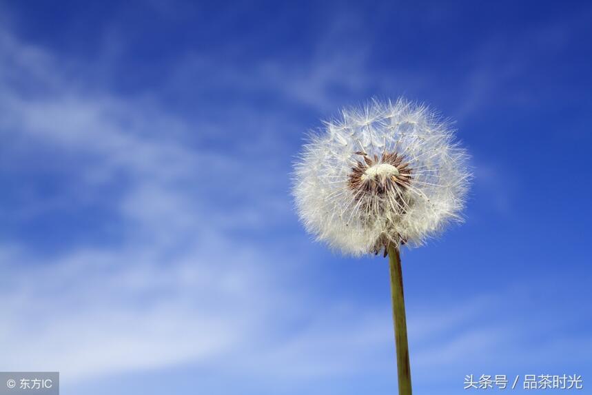 品茶时光｜明日可期，足以庆幸