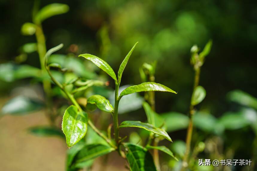 云南古树普洱茶（春茶）好在哪？