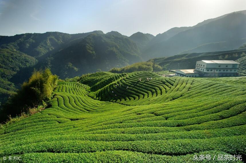 品茶时光｜有机茶的生产技术过程