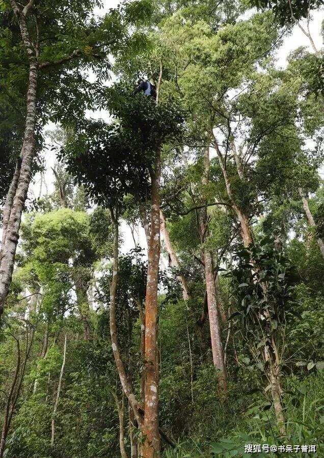 普洱茶是一头畸形的怪兽