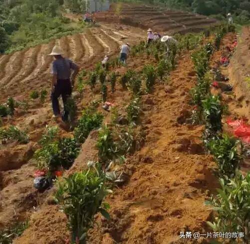 都说茶叶贵，你自己看看种茶人一天的生活吧