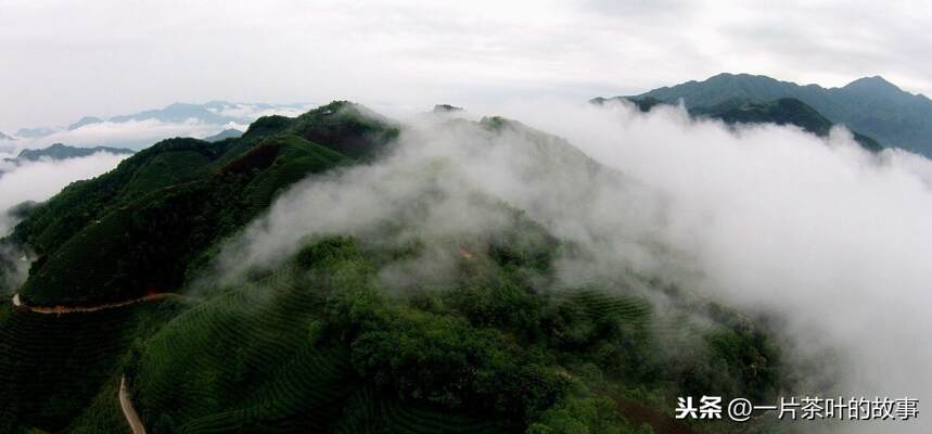 祁门红茶自古深受喜爱，诗云“祁红特绝群芳最，清誉高香不二门”