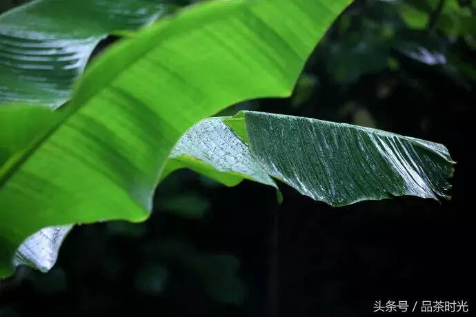 品茶时光｜一痕芭蕉绿，半盏旧茶香