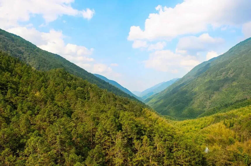 佳节又重阳，登高望远饮茶放松