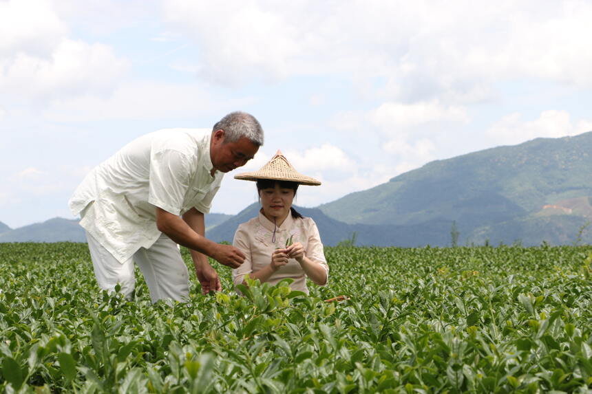 传奇会茶生活002课丨大红袍为什么不是红茶？