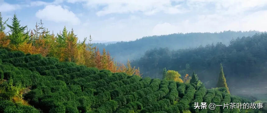 唯有茶，才能拥有整个世界的美好