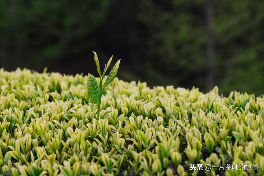 高山茶与平地茶的甄别