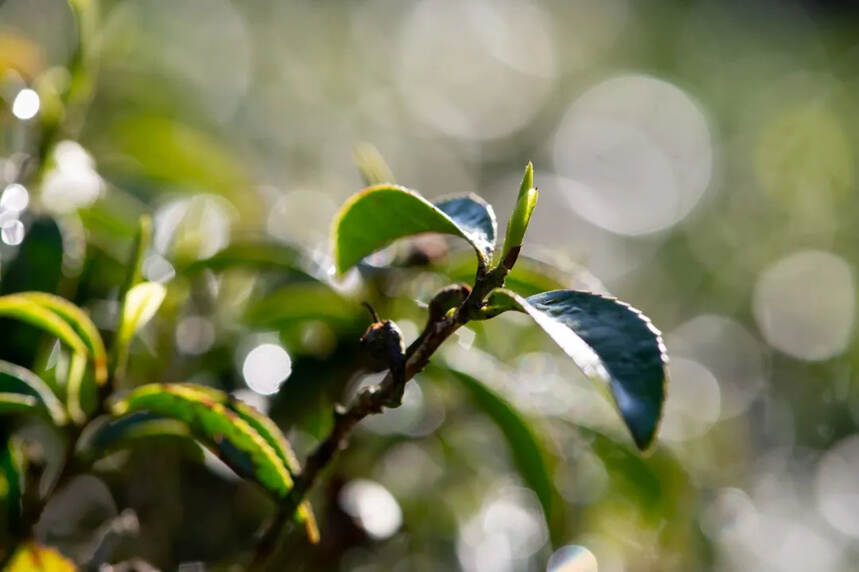 一杯茶的旅程