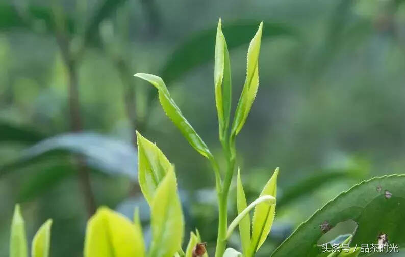 品茶时光｜丨趁春茶到来之时，赶紧了解一下“春茶”单丛