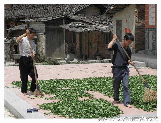 让你们看下安溪纯朴的茶农生活