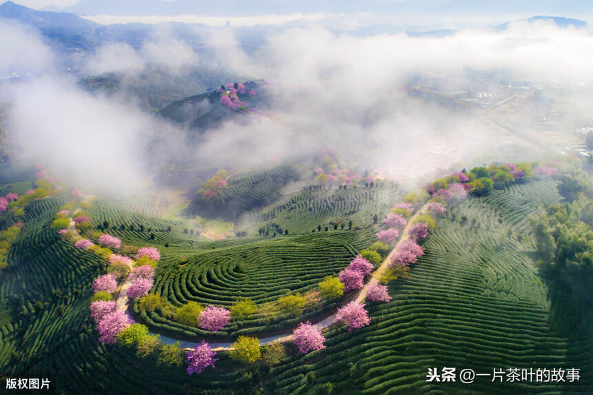 茶是故乡浓，心灵的皈依之处