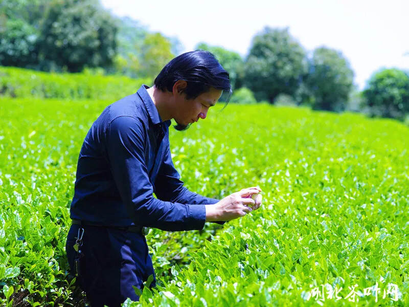 湖北茶叶网考察咸宁逸思园生态茶业