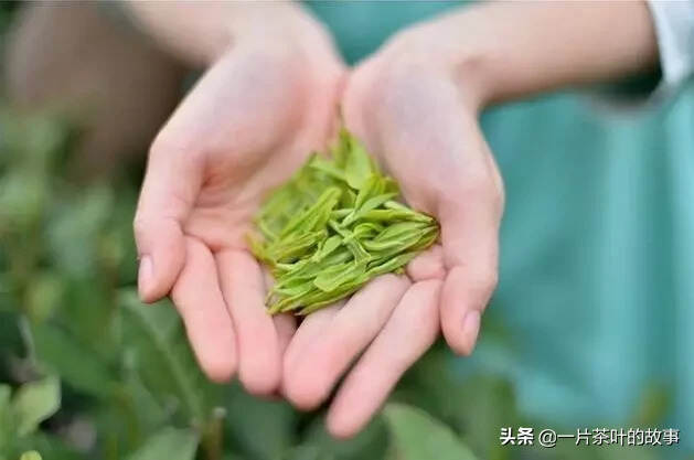 8个茶界冷知识，让喝茶更有谈资