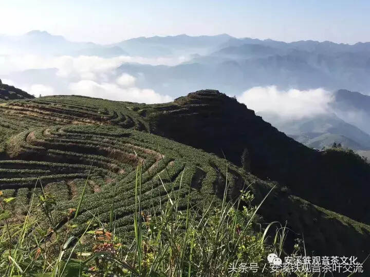 警惕“假秋茶”已开卖，而安溪铁观音正秋茶国庆后才上市