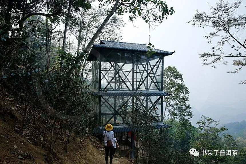 茶山行 | 曼秀、落水洞、麻黑， 3寨连走，总有一个地方给你惊喜