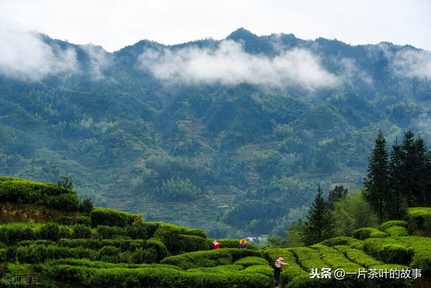 高山茶与平地茶的甄别