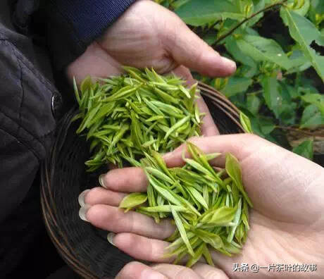 不看不知道，你买的新茶未必胜陈茶