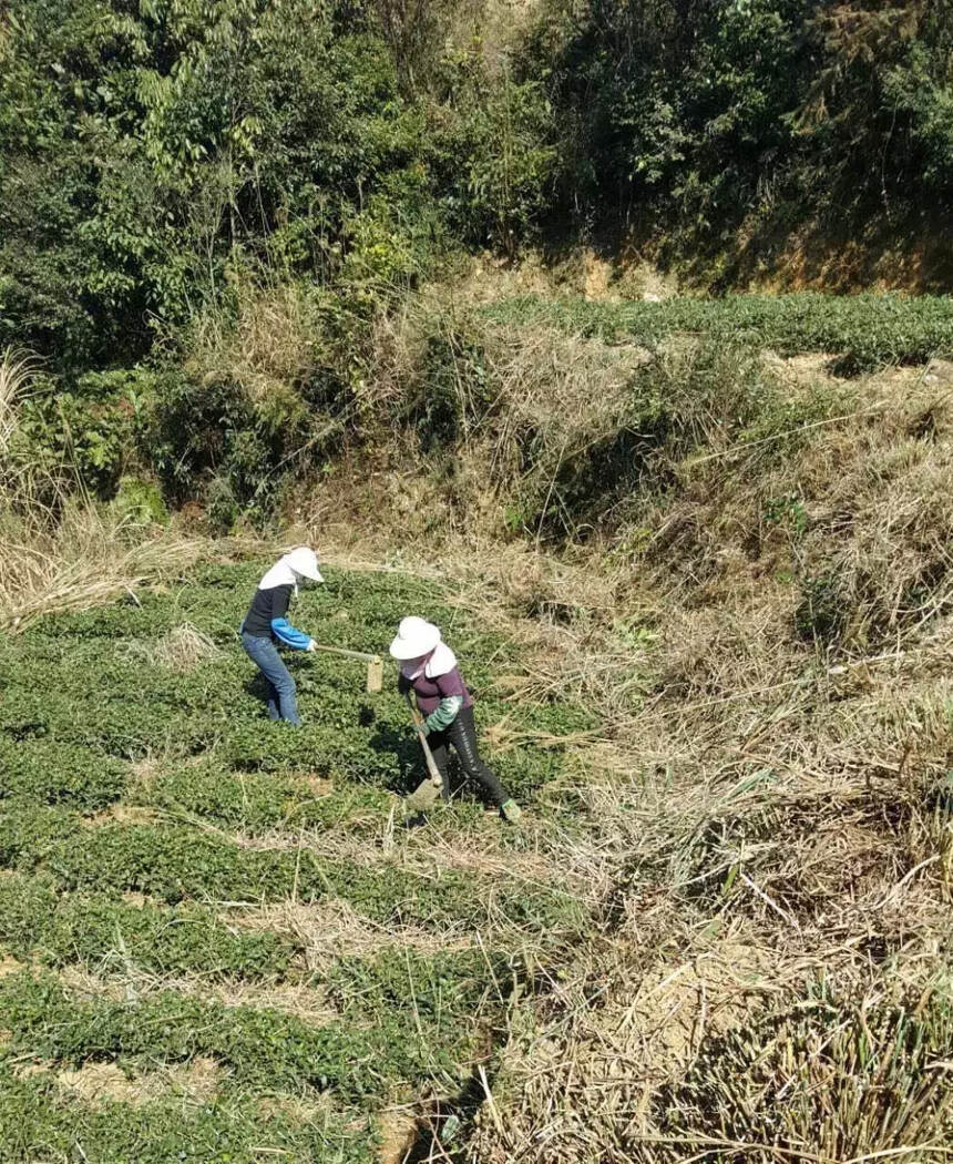 安溪铁观音茶树的萌芽