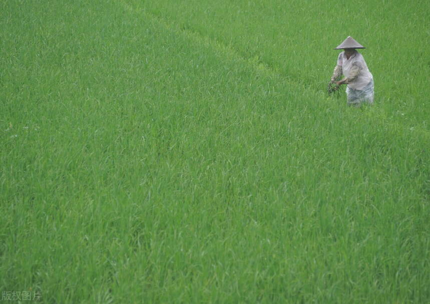 小暑节气｜一盏茗香夏日清凉