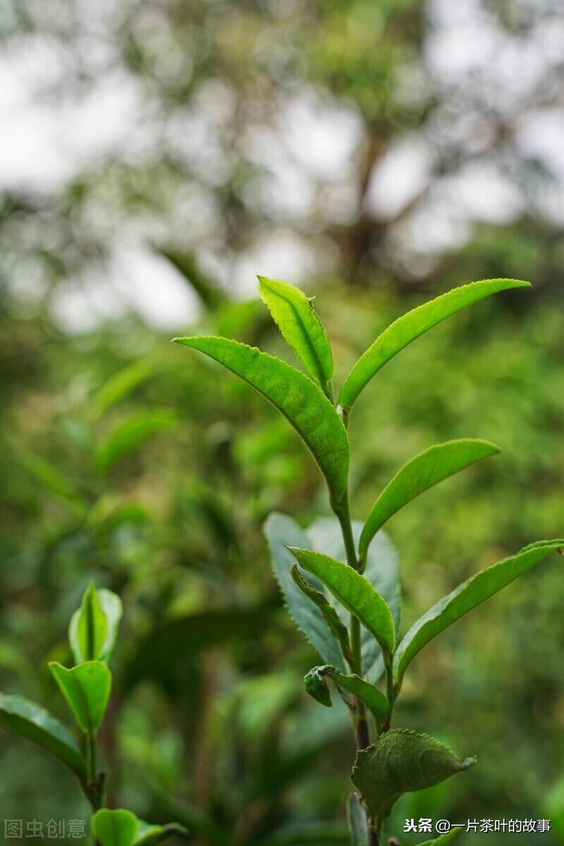 老枞茶树的枞味，是怎样的体验？