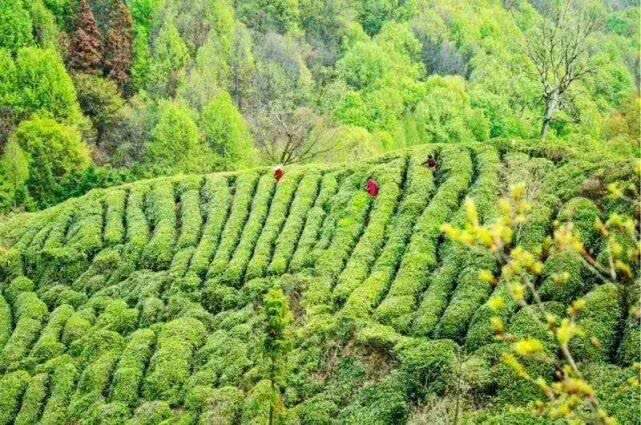 茶山日记开篇：为什么要上茶山去写日记