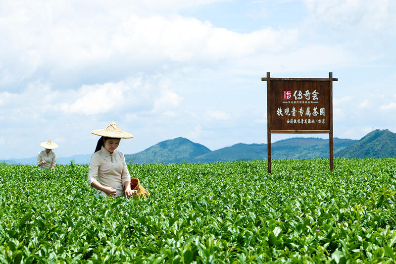 传奇会茶生活002课丨大红袍为什么不是红茶？