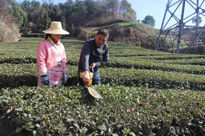 茶科技 | 寒潮来袭，茶园寒潮雪灾恢复技术措施看这里～