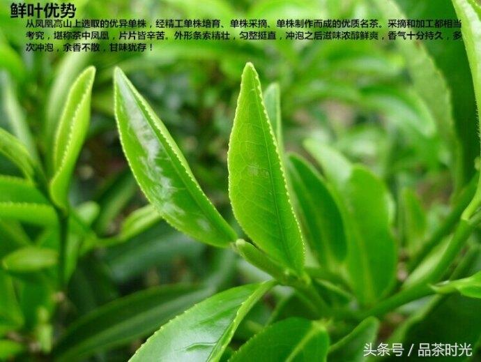 凤凰单枞岭头绕 广东乌龙茶芳香