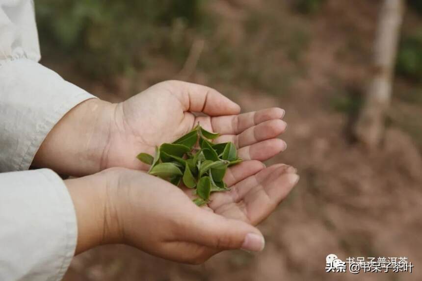 一篇文章带你快速了解云南古六大茶山