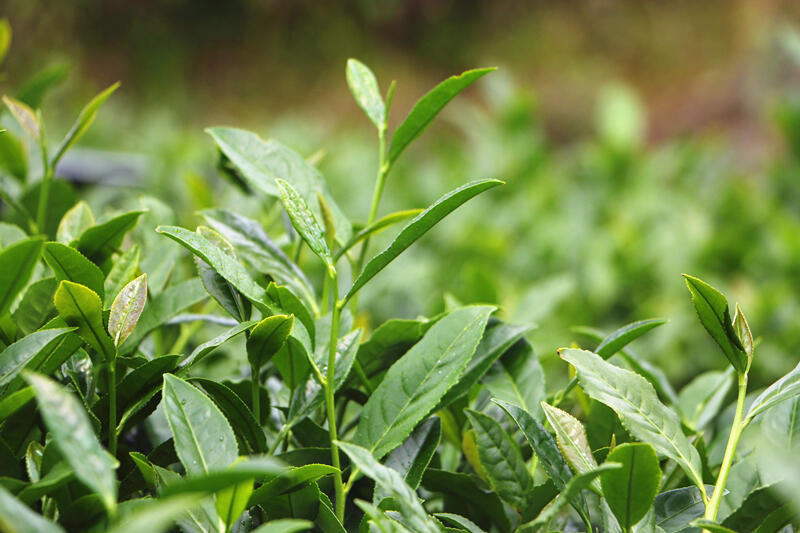 传奇会茶生活002课丨大红袍为什么不是红茶？