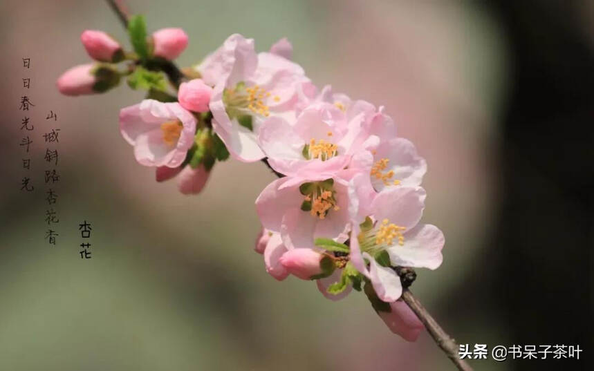 春茶上市 | 一套春晓，尝遍五大山头五种香韵