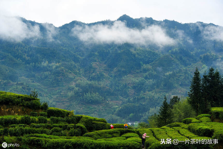 为何茶叶还分红茶和绿茶？