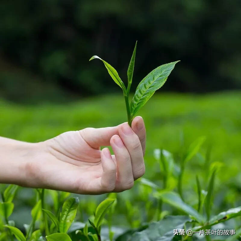 绿茶、白茶、黄茶、青茶、红茶、黑茶，这下终于弄懂了