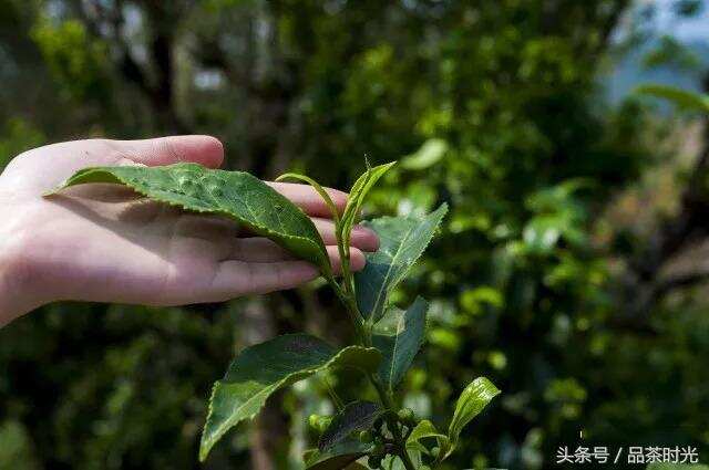 品茶时光｜一起来学茶知识之关于茶叶对样拼配