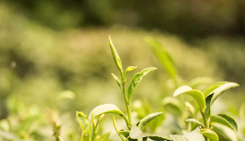 茶科普 | 茶的饮法演变