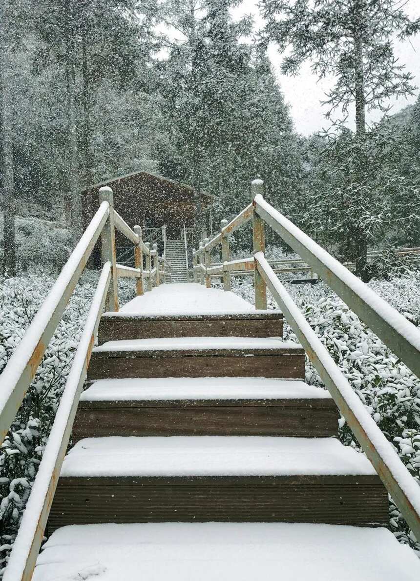 当桐木关的雪落成诗，今年武夷山的茶就更甜了