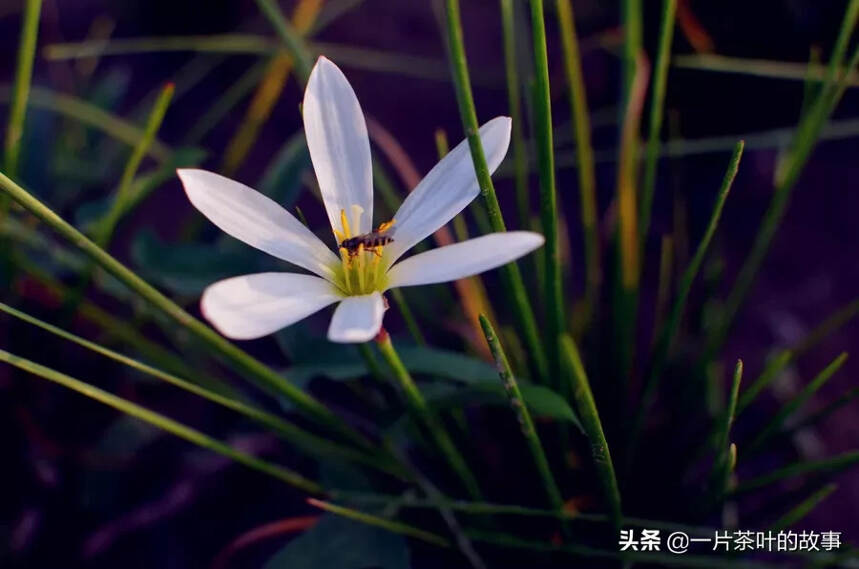 如茶待人，彼此圆满