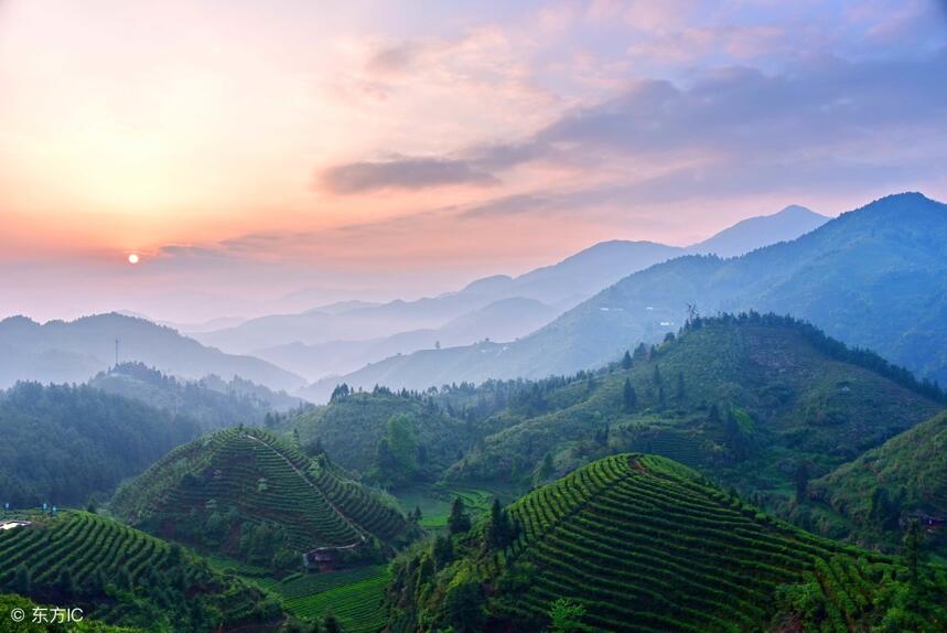 寻味古六大茶山——莽枝