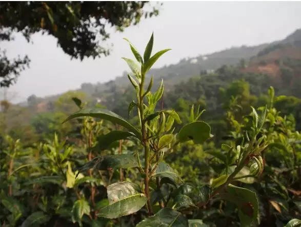 普洱茶各大山头的特性和口感