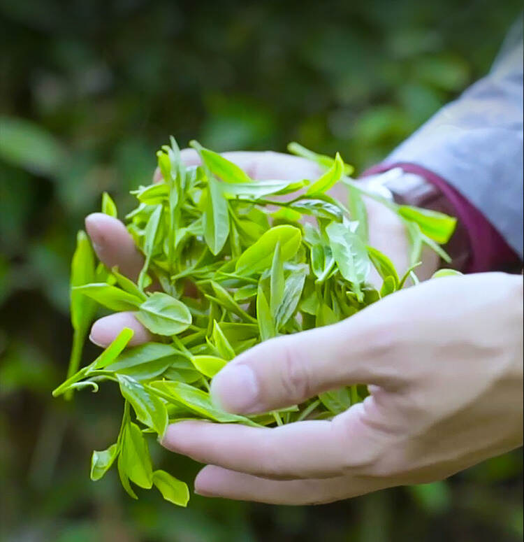 传奇会正山小种红茶品质怎么样？