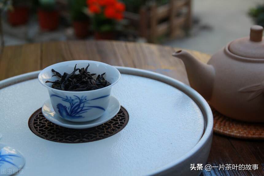 凤凰单丛，你不知的单丛茶“返青”现象