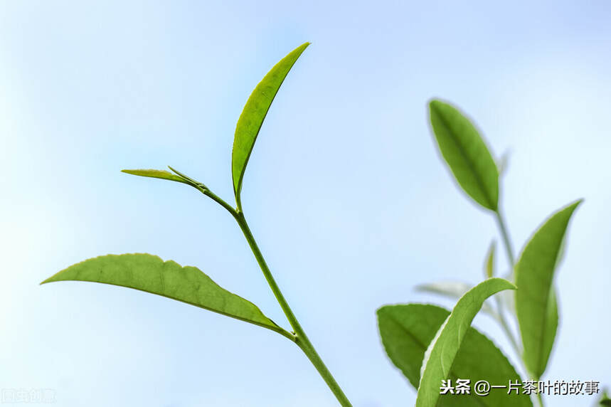 解析品鉴乌龙茶过程中的各种术语