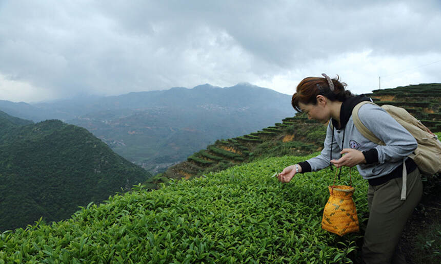 懂茶妹说茶｜安溪铁观音制作过程（图文并茂）