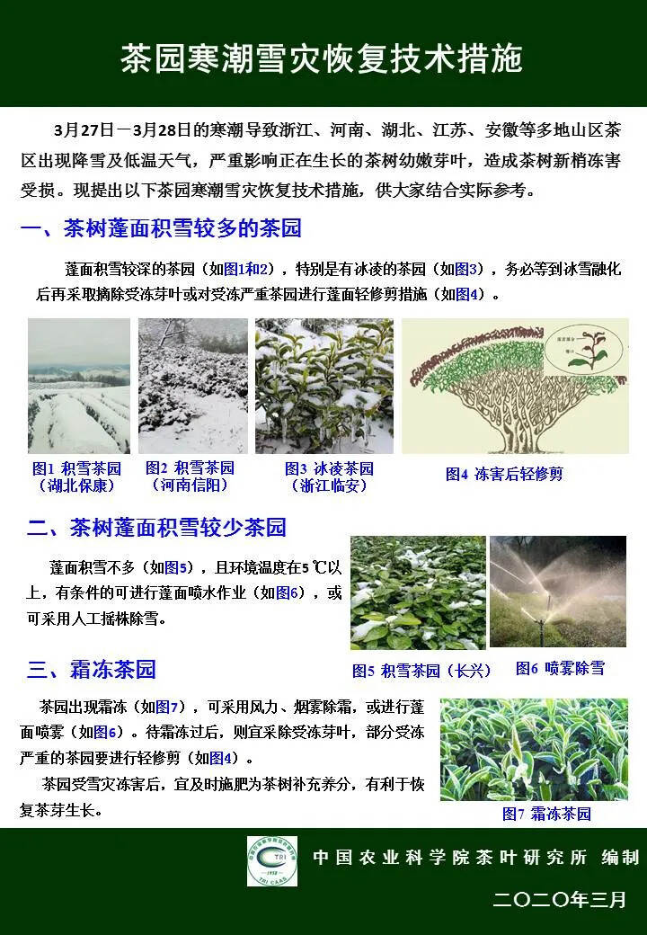 茶科技 | 寒潮来袭，茶园寒潮雪灾恢复技术措施看这里～