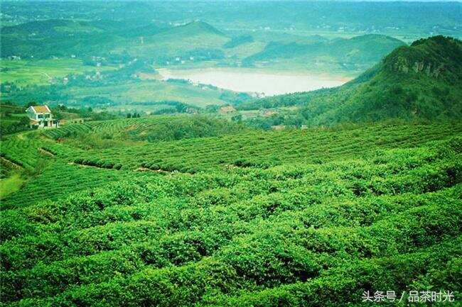 品茶时光｜君山银针是什么茶 它的产量真的很少吗