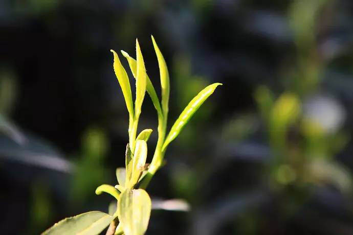 解密普洱春茶广受追捧的6大原因